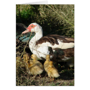 Muscovy Hen und Ducklings
