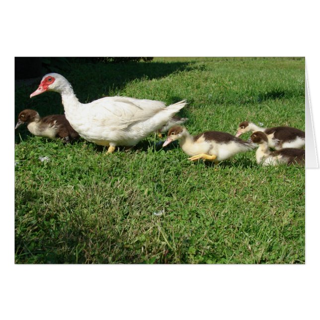 Muscovy Hen und Ducklings (Vorderseite (Horizontal))