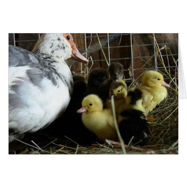 Muscovy Hen und Ducklings (Vorderseite (Horizontal))