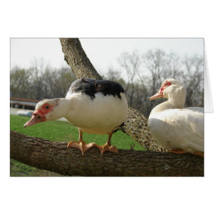 Muscovy Hens in einem Baum