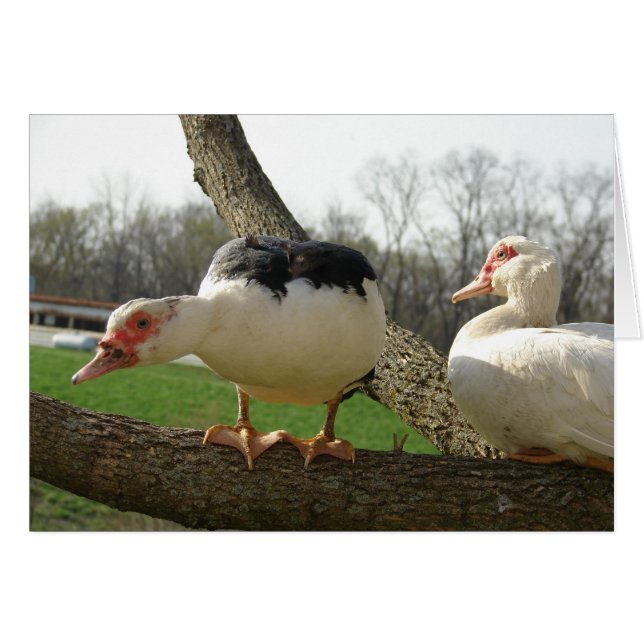 Muscovy Hens in einem Baum (Vorderseite (Horizontal))