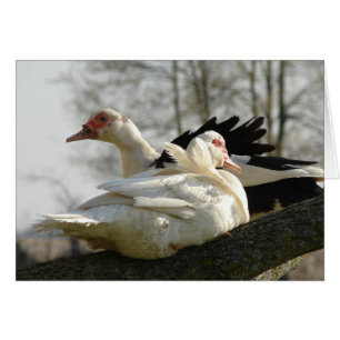 Muscovy Hens in einem Baum