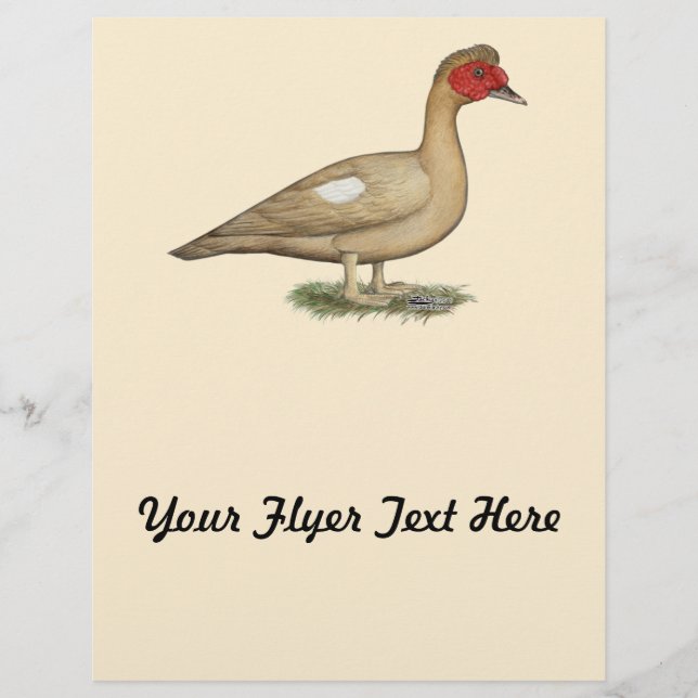 Muscovy Light Chocolate Drake Flyer (Vorne)