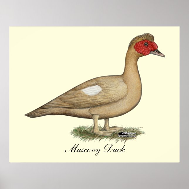 Muscovy Light Chocolate Drake Poster (Vorne)