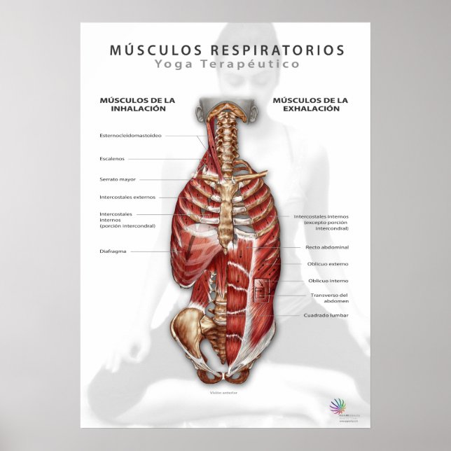 Músculos Respiratorios Poster (Vorne)