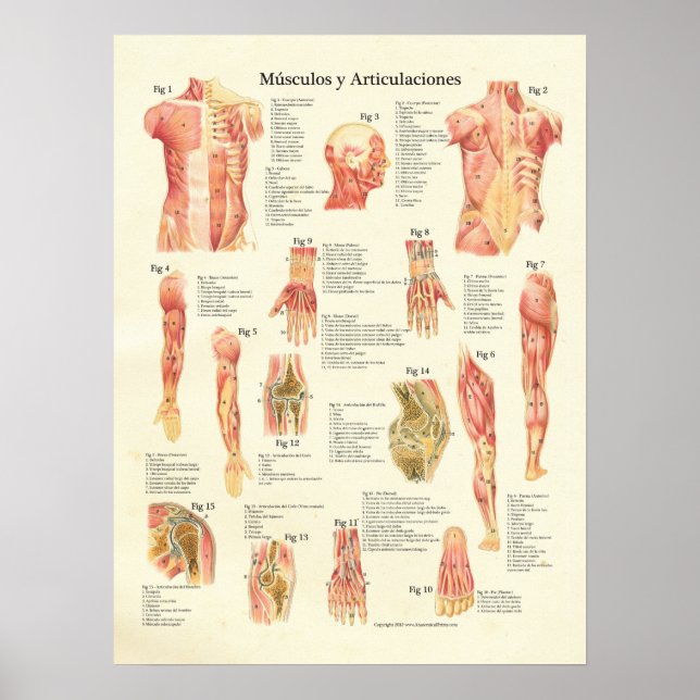 Músculos y Articulaciones Anatomie Spanisch Poster (Vorne)