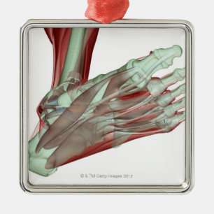 Musculoskeleton des Fußes 2 Silbernes Ornament