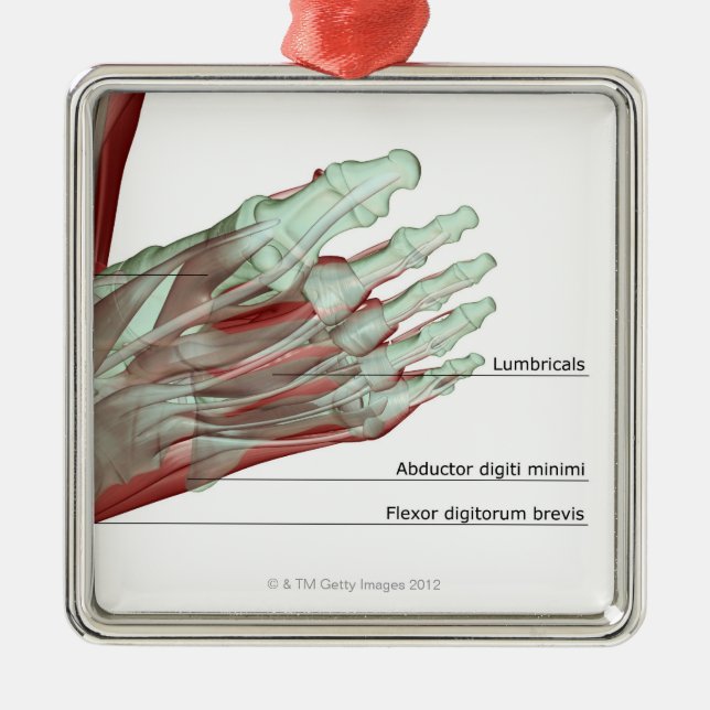 Musculoskeleton des Fußes Ornament Aus Metall (Vorne)