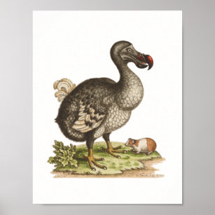 Museum für Naturgeschichte, Dodo-Extinct-Bird-Post Poster