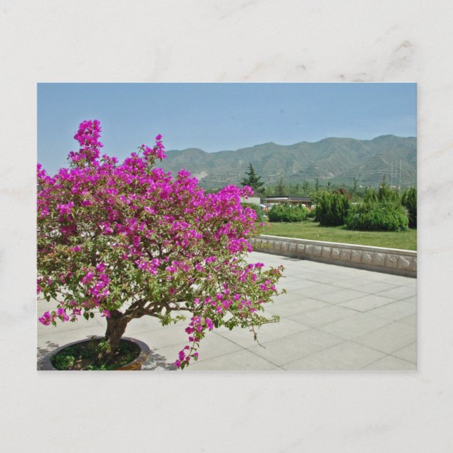 Museumsansicht, Xian, China Postkarte (Vorderseite)