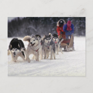 Mush Postkarte
