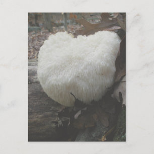 Mushroom Bearded Tooth (Hericium erinaceus) Postkarte