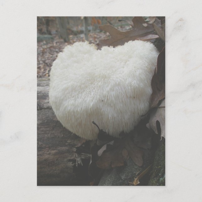 Mushroom Bearded Tooth (Hericium erinaceus) Postkarte (Vorderseite)
