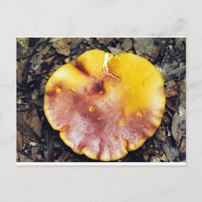 Mushroom Beautiful Postkarte (Vorderseite)
