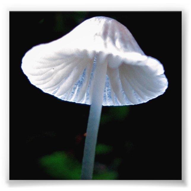 Mushroom beleuchtet fotodruck (Vorne)