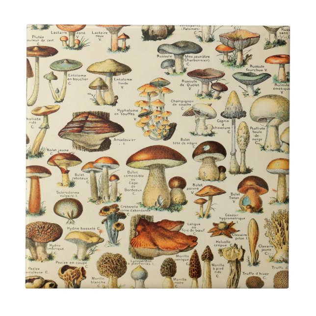 Mushroom Collection Keramik Tile Fliese (Vorderseite)