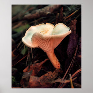 Mushroom Essence Print -20x24 -andere Größen auch Poster