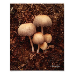 Mushroom-Familie Fotodruck