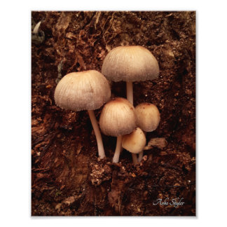 Mushroom-Familie Fotodruck