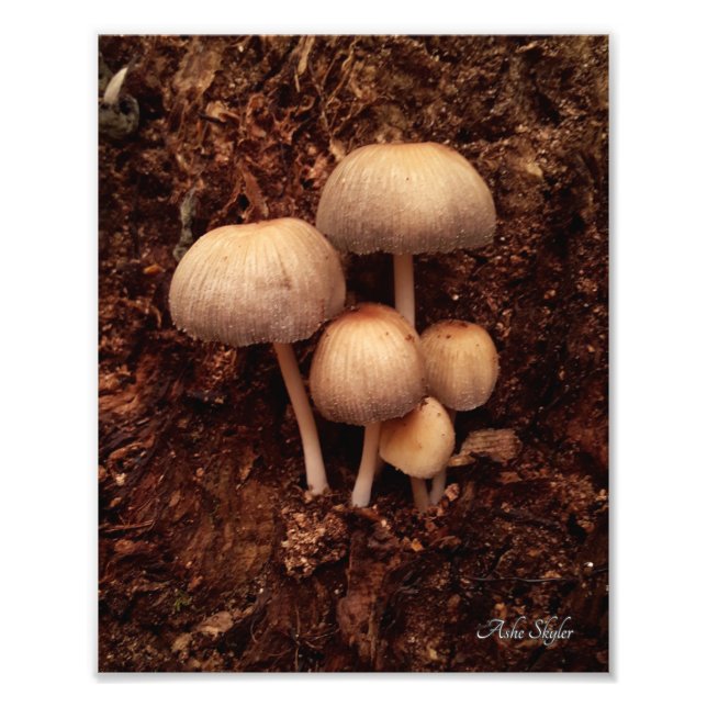 Mushroom-Familie Fotodruck (Vorne)