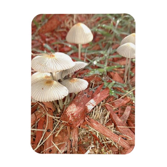 Mushroom Foto Magnet (Vertikal)