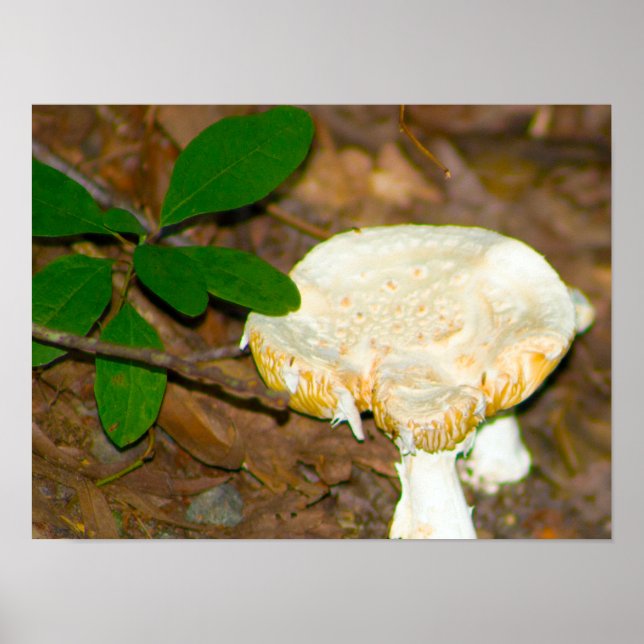 Mushroom Foto Poster (Vorne)