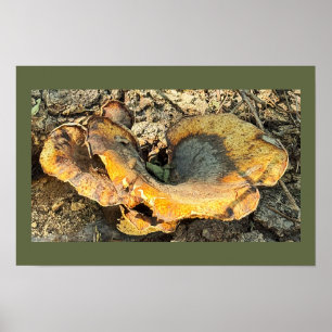 Mushroom Foto Poster