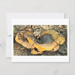 Mushroom-Foto Postkarte