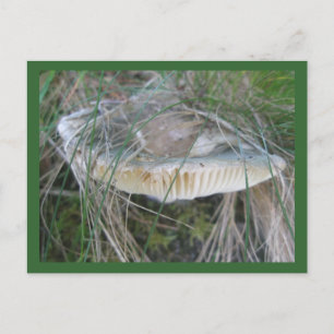 Mushroom Gills Postkarte