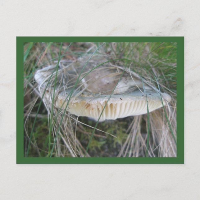 Mushroom Gills Postkarte (Vorderseite)