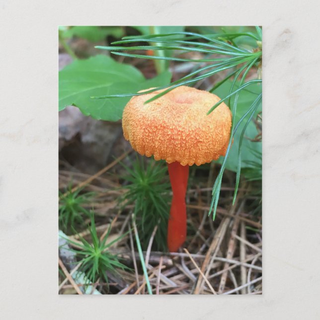 Mushroom Holiday Postkarte (Vorderseite)