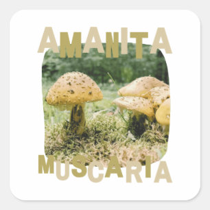 Mushroom lover, Amanita muscaria, Natur Quadratischer Aufkleber