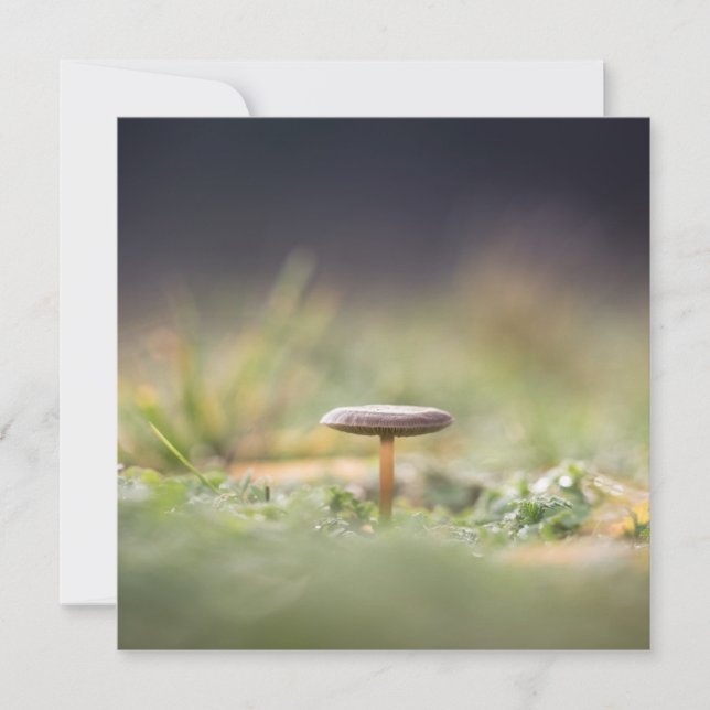 Mushroom Nature Foto Card (Vorderseite)