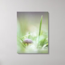 Mushroom Nature Foto