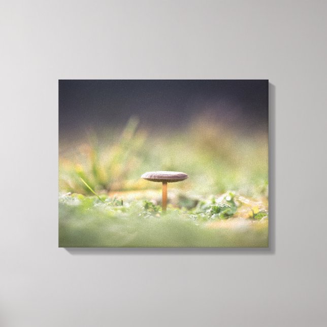 Mushroom Nature Foto Leinwanddruck (Vorderseite)