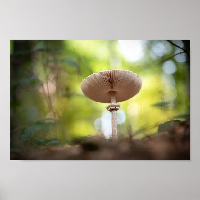 Mushroom Nature Foto Poster (Vorne)