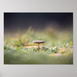 Mushroom Nature Foto Poster