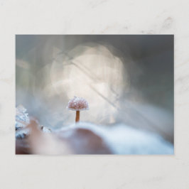 Mushroom Nature Foto Postkarte