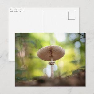 Mushroom Nature Foto Postkarte