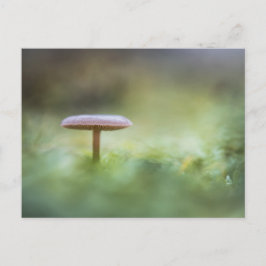 Mushroom Nature Foto Postkarte