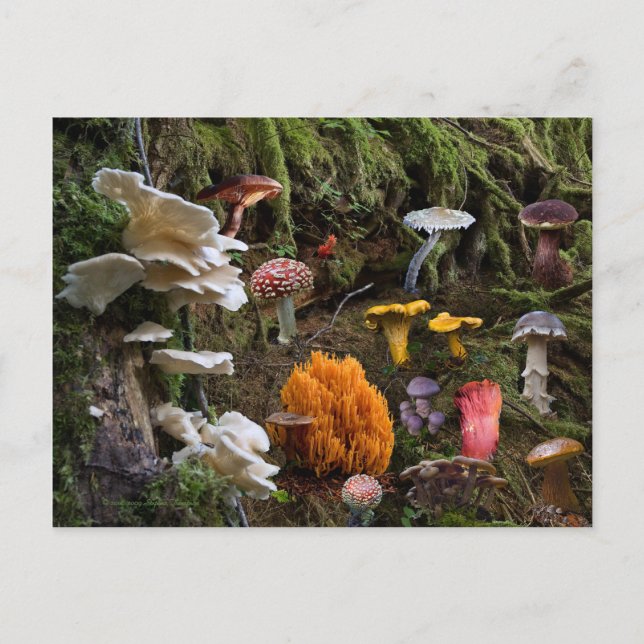 Mushroom Paradise Postkarte (Vorderseite)