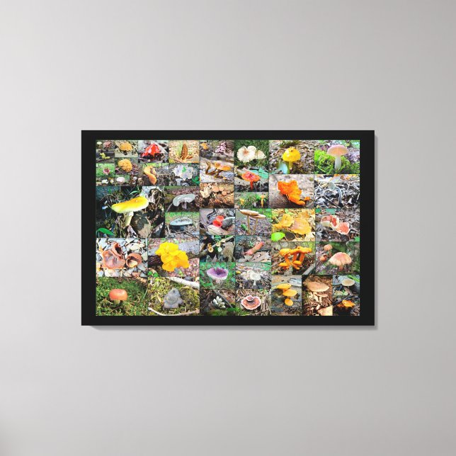 Mushroom Planet - Montgomery Landkreis PA Leinwanddruck (Vorderseite)