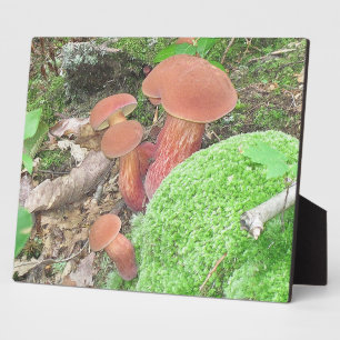 Mushroom Plaque Fotoplatte