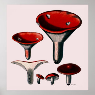 Mushroom Poster Serie an erster Stelle