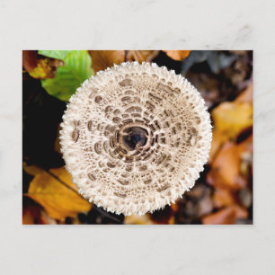 Mushroom Postkarte