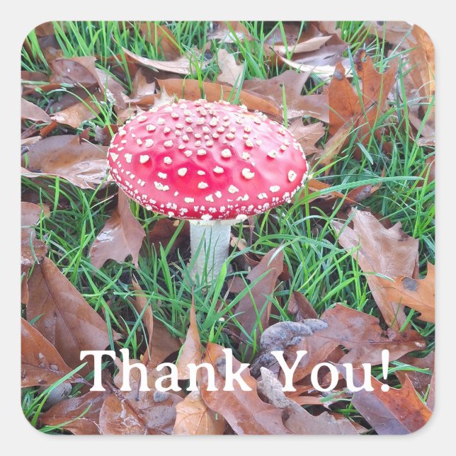 mushroom quadratischer aufkleber (Vorderseite)