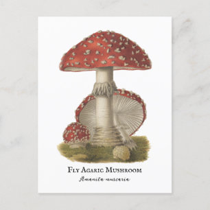Mushroom Red Magic Vintag 1800 Postkarte