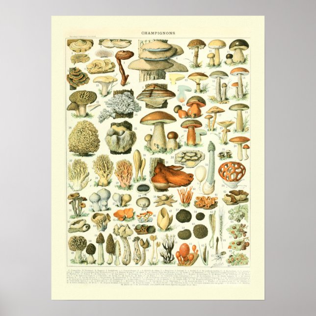Mushroom Science Illustration - Adolphe Millot Poster (Vorne)