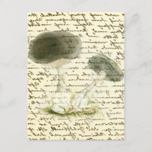 Mushroom-Sketch verblasste Text-boho-Kernmorelle Postkarte