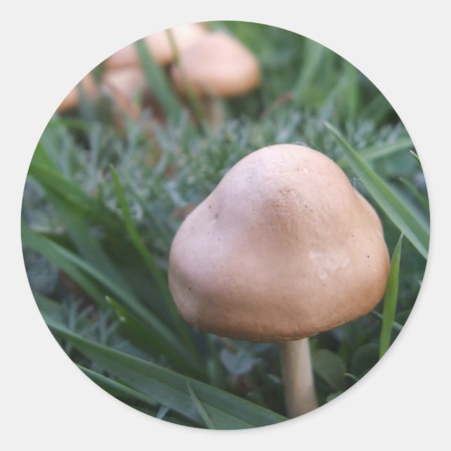 Mushroom Stickers (Vorderseite)